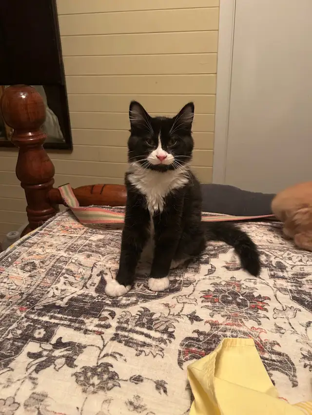 Female kitten