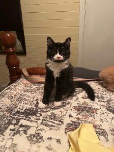 Female kitten