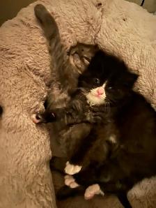 Female kitten - Photo 2