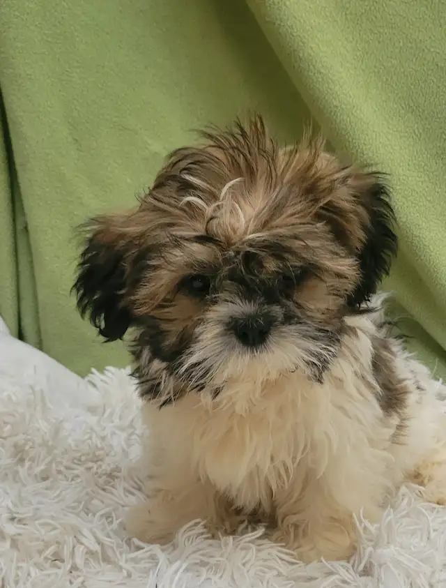 Shih Tzu boy