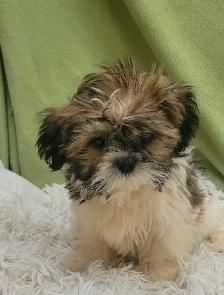 Shih Tzu boy