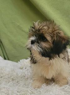 Shih Tzu boy - Photo 2