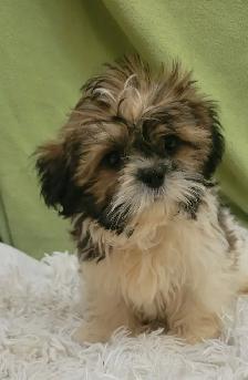 Shih Tzu boy - Photo 3