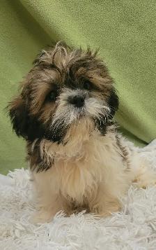 Shih Tzu boy - Photo 4