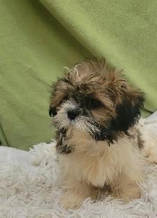 Shih Tzu boy - Photo 5