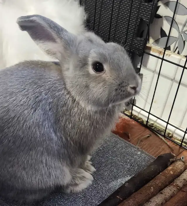Holland lop Cross male rabbits