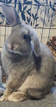 Holland lop Cross male rabbits - Photo 2