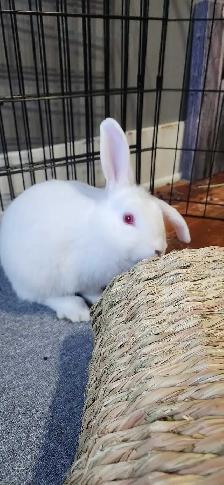 Holland lop Cross male rabbits - Photo 3