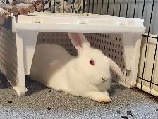 Holland lop Cross male rabbits - Photo 4