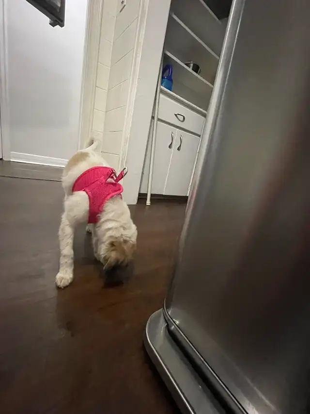 Smell dog for sell 200$