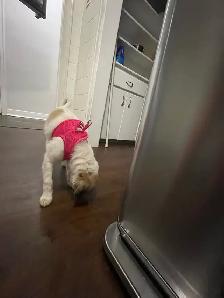Smell dog for sell 200$