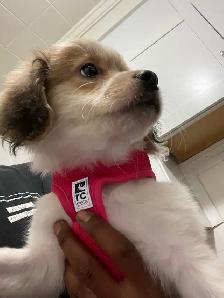 Smell dog for sell 200$ - Photo 2