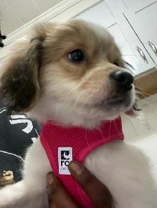 Smell dog for sell 200$ - Photo 3