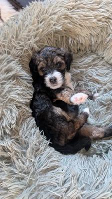 Mini Bernedoodle Puppies Due August, 2026