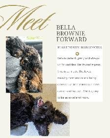 Mini Bernedoodle Puppies Due August, 2026 - Photo 3