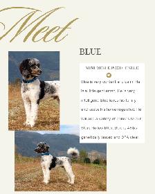 Mini Bernedoodle Puppies Due August, 2026 - Photo 4