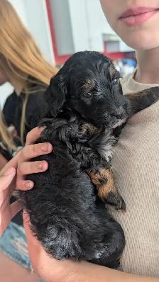 Mini Bernedoodle Puppies Due August, 2026 - Photo 5