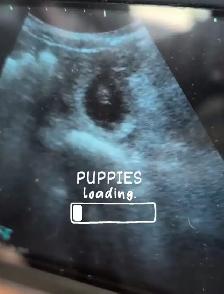 Mini Bernedoodle Puppies Due August, 2026 - Photo 8
