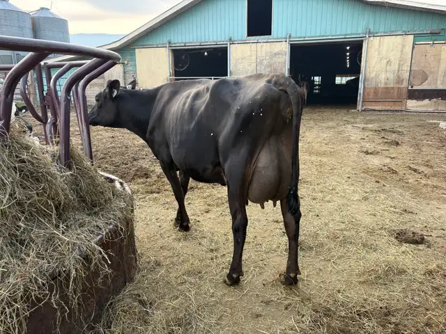 Jersey cow, registered