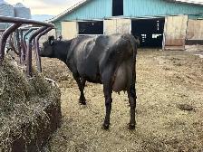Jersey cow, registered