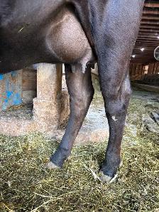 Jersey cow, registered - Photo 2