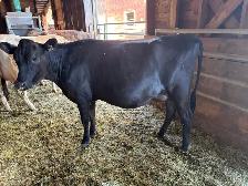 Jersey cow, registered - Photo 3