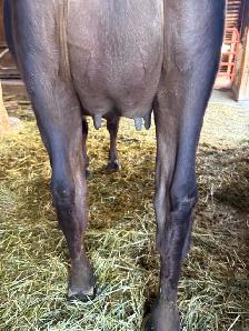 Jersey cow, registered - Photo 4