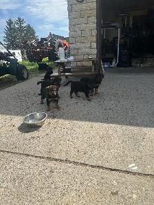 shepweiler puppies for sale - Photo 5