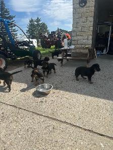 shepweiler puppies for sale - Photo 6