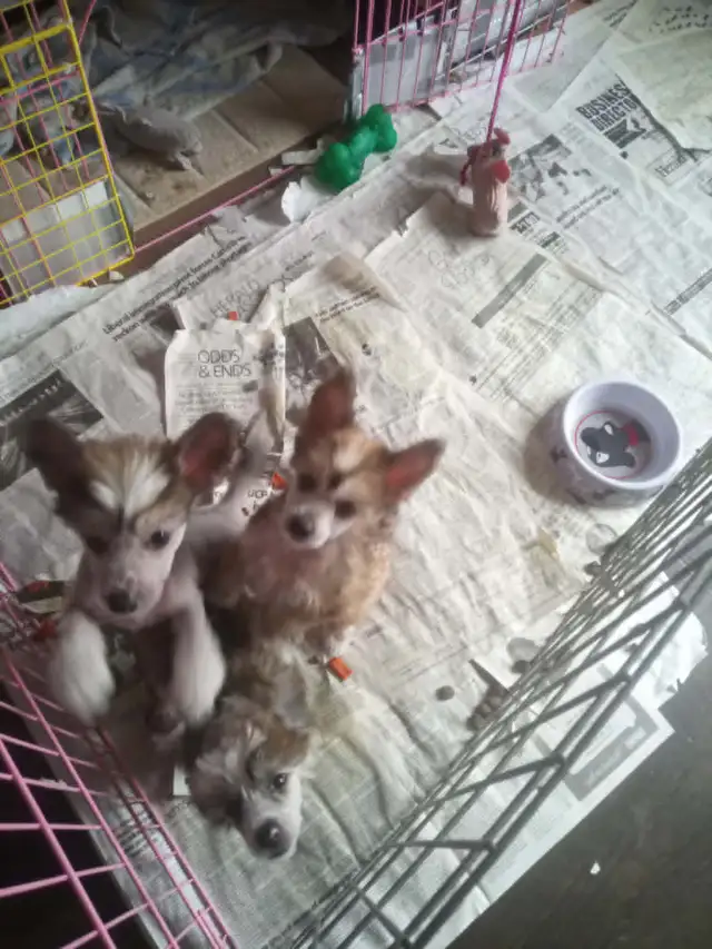 CHINESE CRESTED puppies