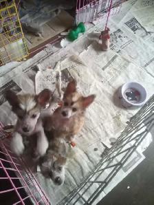 CHINESE CRESTED puppies