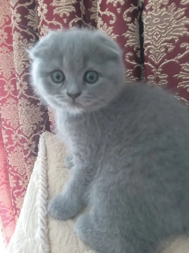 Scottish Fold and Scottish Straight kittens CCA/AFC registered