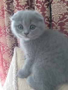 Scottish Fold and Scottish Straight kittens CCA/AFC registered