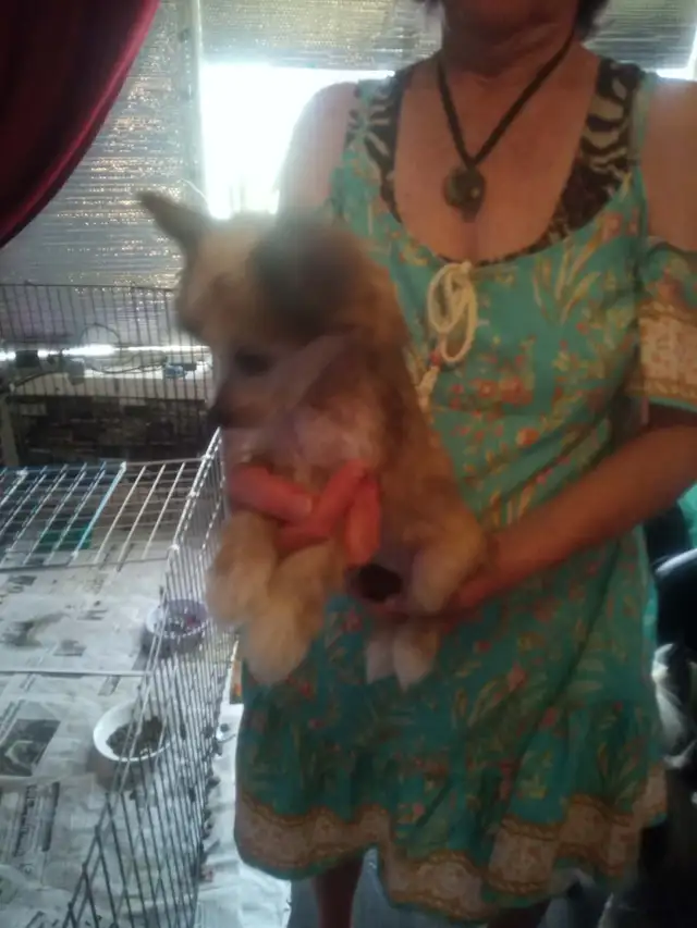 Chinese Crested Puppies