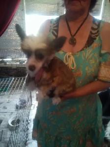 Chinese Crested Puppies - Photo 2
