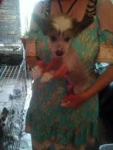 Chinese Crested Puppies - Photo 3