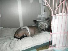 Chinese Crested Puppies - Photo 6