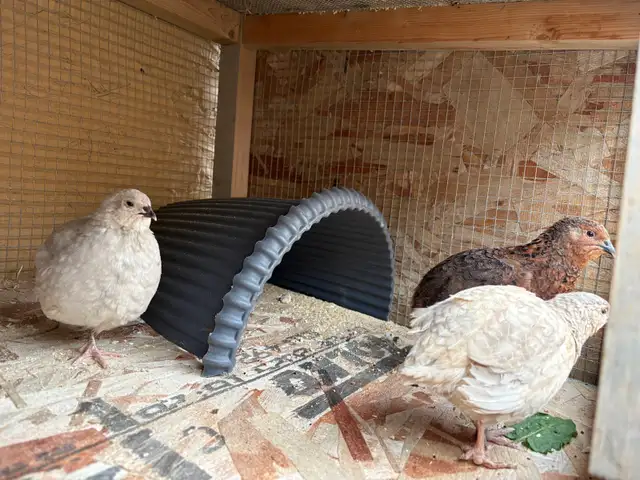 quail roosters