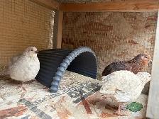 quail roosters