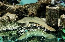 12' ornate bichir