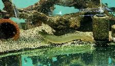 12' ornate bichir - Photo 2