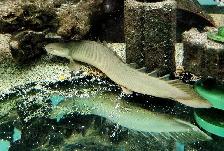 12' ornate bichir - Photo 3