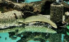 12' ornate bichir - Photo 4