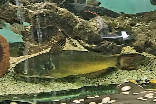 8' sun catfish