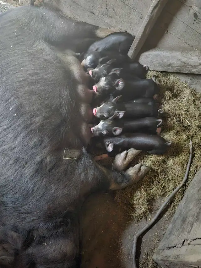 piglets for sale