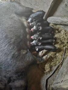 piglets for sale
