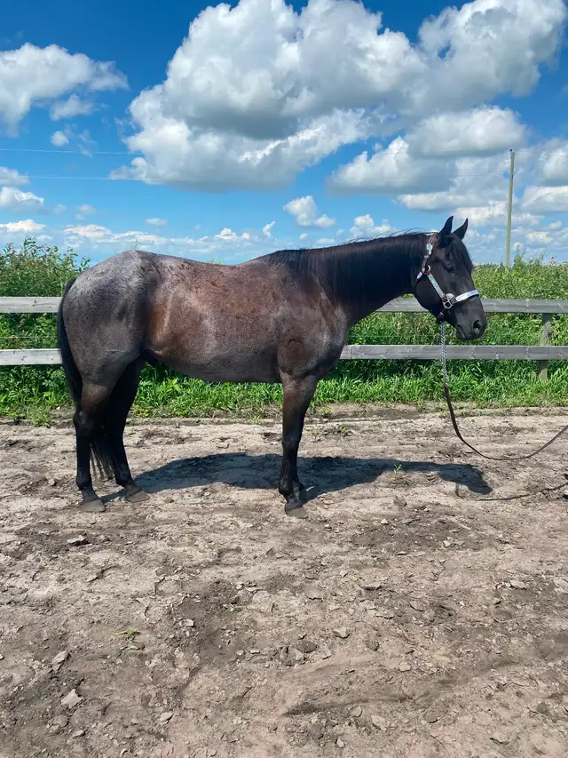 Western Pleasure 2018 AQHA Gelding