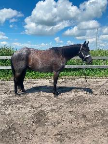 Western Pleasure 2018 AQHA Gelding