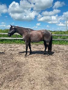 Western Pleasure 2018 AQHA Gelding - Photo 2
