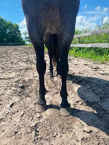 Western Pleasure 2018 AQHA Gelding - Photo 3